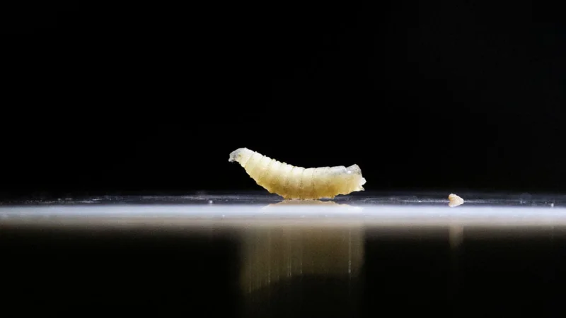 Flesh-Eating Screwworm Spreads From Texas to New Mexico, Sparking Political Feud and Market Panic