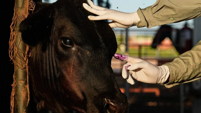 U.S. Reopens Mexican Cattle Trade as Screwworm Reaches Chosen Sonora Crossing